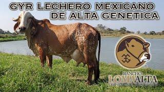 Gyr Lechero Mexicanode Alta Genetica