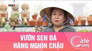 VƯỜN SEN ĐÁ HÀNG NGHÌN CHẬU