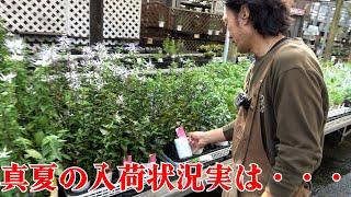 【真夏の園芸店】入荷状況実は・・・【カーメン君】【園芸】【ガーデニング】