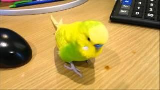 Arguing With A Grumpy Budgie - Pedro Video #30 | Liz Kreate