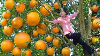 LÝ TRIỆU CA: HARVESTING GRAPEFRUITS, MARKET TRIPS | DISCOVER THE BEAUTY OF RURAL LIFE!