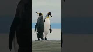 Penguin Life Of Crime/This Is Penguin/4k Ultra hd #shorts #status #tiktok #viral #penguin