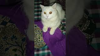 Stella Jaani #short #shortsvideo #enjoy #stella #kitten #cat #sher #habibi #dubai #sheikh #funnycats