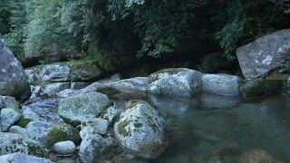 Forest Stream - Nature Sound & 4K (Ultra HD) Footage - 白谷雲水峡／屋久島