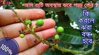 আম ঝরা বন্ধ করতে কি ঔষধ ব্যবহার করবেন। আম গাছের সম্পূর্ণ পরিচর্যা