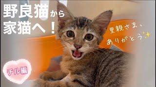 [野良猫から家猫へ]美猫おチビちゃん(現在:チル)のシンデレラストーリー保護から譲渡までの記録です。里親さまへの感謝を込めて…