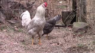 Chickens Mating