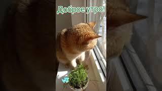Доброе утро! Желаю счастья! Позитив от Марселя!