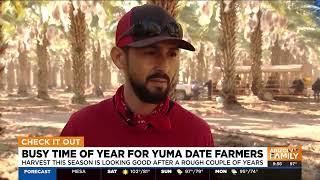 Date harvest season looking up for Yuma farmers