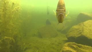 Underwater Gopro Experiment in Lake Champlain