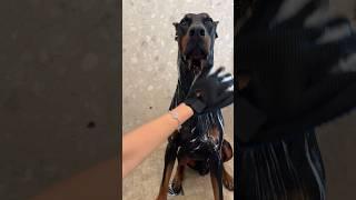 Let’s give my Doberman a bath🫧 #doberman #doggrooming #dogbath