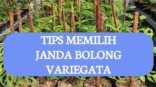 TIPS MEMILIH JANDA BOLONG VARIEGATA