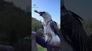 Bearded Vulture: The Sky Predator Who Loves Eating Bones!