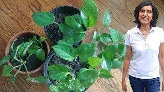 Dying Money Plant or Pothos Update