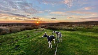 Whippet Friendly Pub and Walk In Farndale The North York Moors