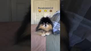 Fluffy Dog Is Terrified  #shorts #dog