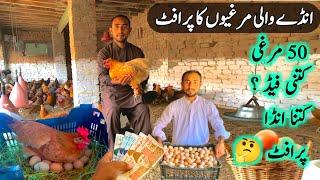 50 Golden Misri Murgi sy Daily Profit | Bhai Ali Poultry Farming Business