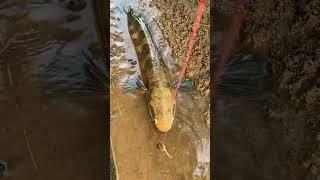 Pancing ikan gabus dengan umpan anak katak #shorts #mancing #gabus