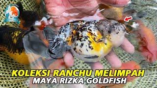 Koleksi Ranchu Maya Rizka Goldfish Melimpah, Calon Juara Semua ‼