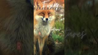 Those FOXY FRAGRANCES!!! | Sara Graceson | #fragrance #perfumes #foxy #fox #reload