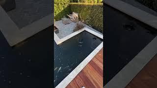 Michael‘s Selfmade Koi Pond! Check out the Blog!