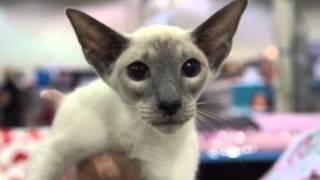 Cat Breed Spotlight: Siamese Cats