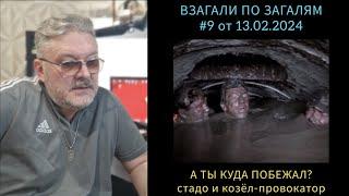 ВЗАГАЛИ ПО ЗАГАЛЯМ #9 от 13.02.2024 "А ТЫ КУДА ПОБЕЖАЛ?" стадо и козёл-провокатор