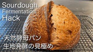 SUB) サワードウ・天然酵母パン生地一次発酵の見極め パンの発酵がうまくいく方法　Sourdough Bulk Fermentation  Avoid Over & Under Fermenting