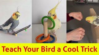 How To Teach Your Bird a Trick: Step-by-Step Guide