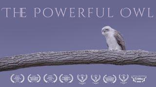 The Powerful Owl  -  Australian Owl Documentary
