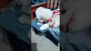 Snowa and Snowi #snowa #snowie #young #puppy #cute #doglover #snowathegolden #snowplay #pets