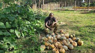 Time To Harvest Our Pumpkins! Come Along