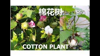 种植棉花树 | Plant Cotton Plant