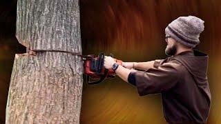 Capuchin Franciscan destroys a tree!