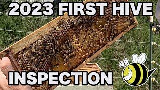 Newbee Beekeeping | First Hive Inspection Of 2023! | Wet Coast Fab