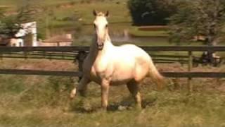 Charmosa do Nico - Lusitano Palomino filly - Dressage prospect - Nicolusitanos