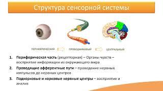 5.1. Общая информация о сенсорных системах