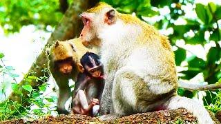 So Jealous, Janna Monkey Seems Hate Jazzy For A Long Time Coz Of Jazzy Drink Milk Not Share.