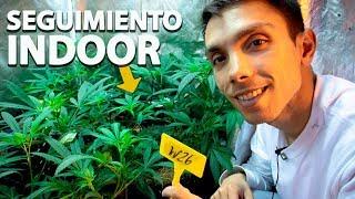 Cultivo Marihuana Interior I Seguimiento 3 meses