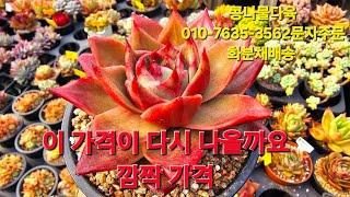 가격파괴,화분채배송,묵둥이다육 010-7635-3562택배문자주문 콩나물다육