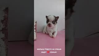 вся информация на нашем сайте chihua.by