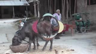 guru dakshina uploaded by gaurav pandey
