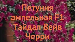 Петуния ампельная Тайдал Вейв Черри  обзор: как сажать, семена петунии Тайдал Вейв Черри