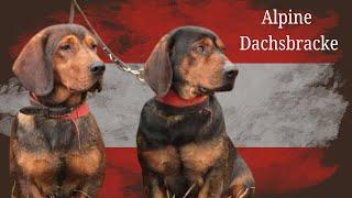 Alpine Dachsbracke | Dog Breed Overview