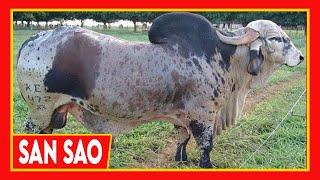  EL TORO GYR SANSAO  EL MEJOR  Gyr Lechero y Vacas Gir Cow