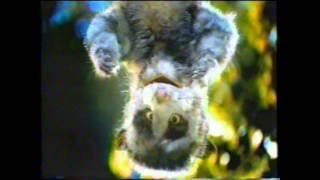 Hostess Twinkies Snack Cake Opossum Truck TV Commercial