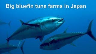 Blue Fin Tuna Farms in Japan / ロシア国営テレビ