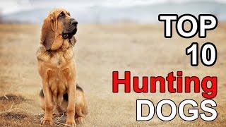 TOP 10 HUNTING DOG BREEDS