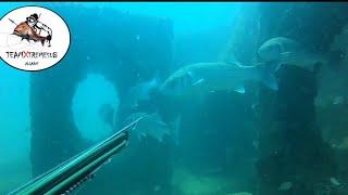 Os Grandes Robalos do Algarve   Caça Submarina   Huge Sea Bass Compilation    SpearFishing Algarve