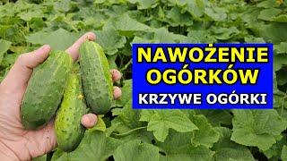 Nawożenie Ogórków w Lipcu. Niedobory Pokarmowe Powodują Krzywe Ogórki. Czym Nawozić Ogórki gruntowe.